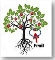 Fruits